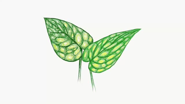 秘鲁植物的插图片段视频下载