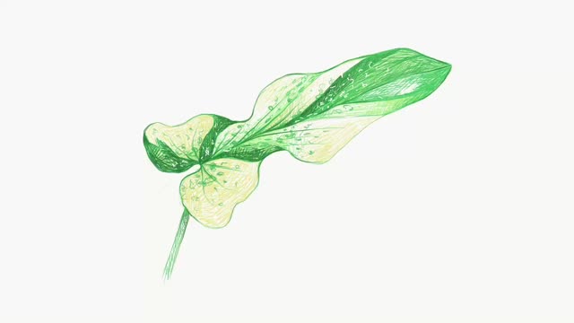 双翅莲属新鲜植物插图片段视频下载