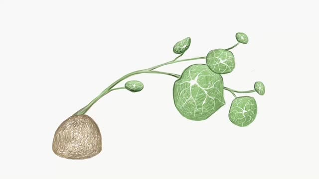新鲜金丝桃属植物插图素材视频素材