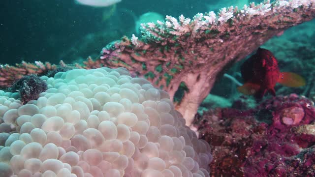 泰国的硬和软珊瑚礁景观视频下载
