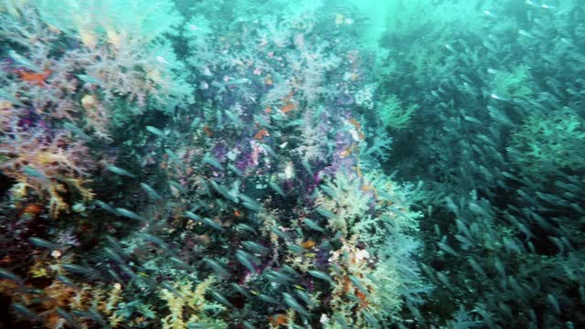 美丽的海底珊瑚礁生物多样性亚洲视频素材