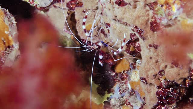 近距离观察水下珊瑚礁上的珊瑚虾视频下载