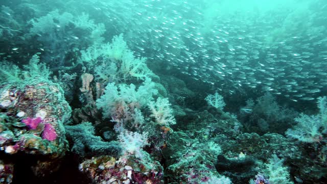 即使在低能见度的珊瑚礁也是惊人的!视频素材