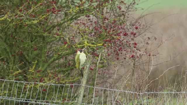 一只绿色的啄木鸟，Picus viridis，栖息在田野边缘的木栅栏柱上。视频下载