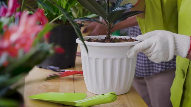 亚洲老夫妇在家里享受照顾室内植物花园视频素材