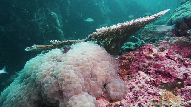 泰国水下珊瑚礁的生物多样性视频下载