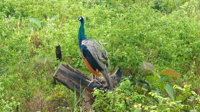斯里兰卡的孔雀坐在树枝上视频素材