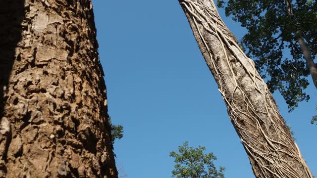 抬头树，龙舌兰视频素材