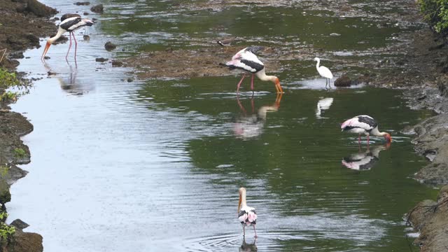 在斯里兰卡湖上狩猎的绘鹳鸟视频素材