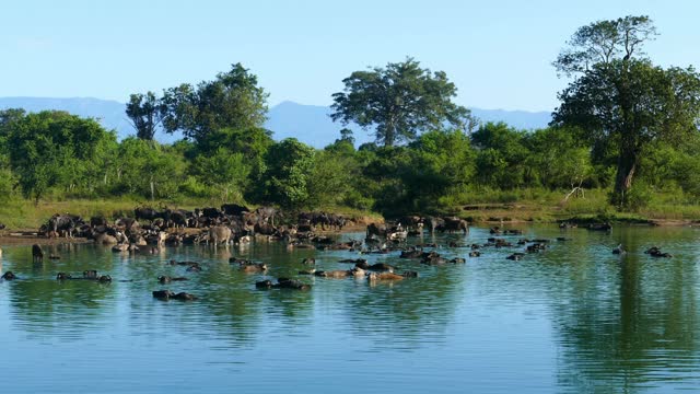 许多野生水牛在斯里兰卡的湖里洗澡视频素材
