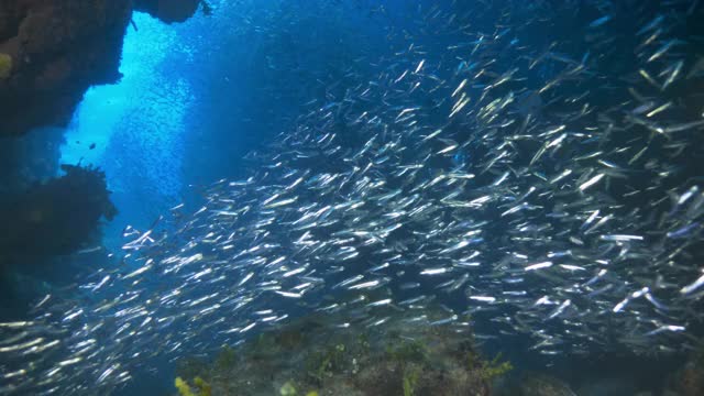 水下，波夫，一群鱼在珊瑚礁之间，巴哈马群岛视频素材