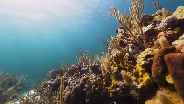 水下，波夫，珊瑚礁形成，巴哈马群岛视频素材