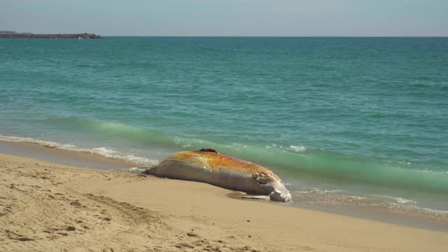 海滩上的死鲸视频素材
