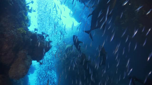 水下，pov，低角度，珊瑚礁之间的鱼群，巴哈马群岛视频素材