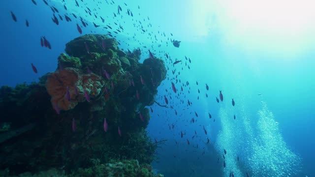 水下，pov，珊瑚礁旁的一群鱼，巴哈马群岛视频素材