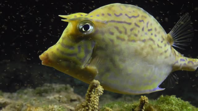 水下，特写，追踪，黄色长角角角鱼，巴哈马视频下载