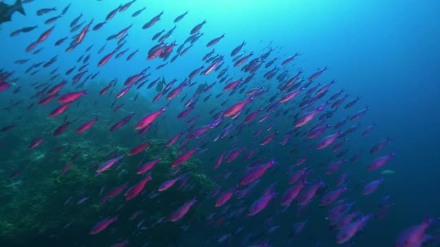 水下，波夫，一群紫色的鱼在珊瑚礁上，巴哈马群岛视频素材