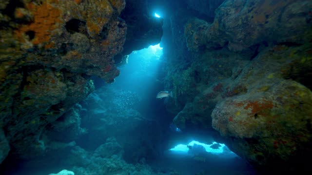 水下，在珊瑚礁之间游泳，巴哈马群岛视频素材