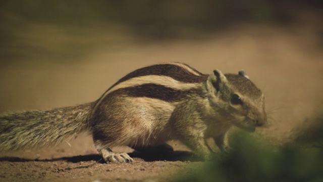 一只神奇的松鼠在森林里漫步视频素材