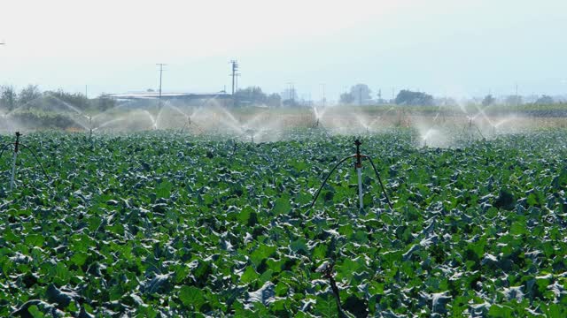 种植绿色植物的田地用喷雾灌溉系统灌溉。视频素材