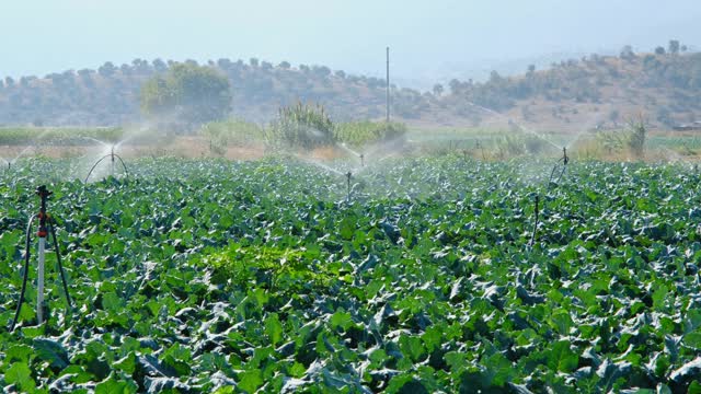 种植绿色植物的田地用喷雾灌溉系统灌溉。视频素材