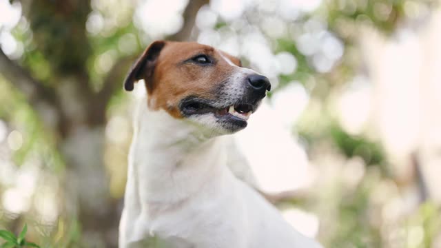 小有趣的杰克罗素梗宠物狗喜欢在夏天的外面宠物喜欢在夏天的外面视频下载