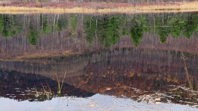 森林倒映在湖面上视频素材