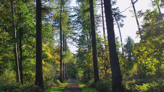 空中，波夫，比利时伯尔纳姆秋日森林中树木成行的小路视频下载