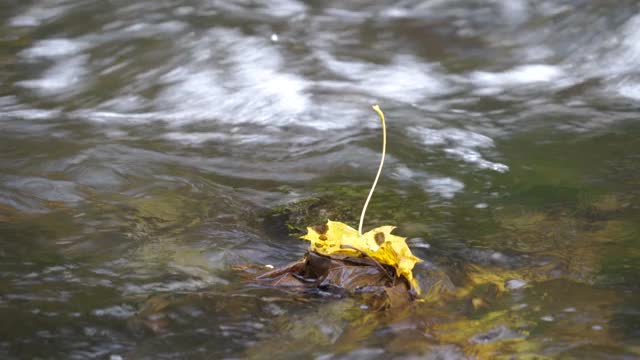 爱沙尼亚河上岩石上的一片黄色枫叶视频素材