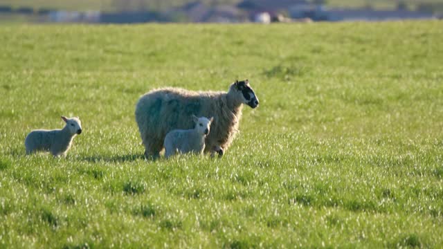 英格兰北约克郡凯顿的《走在路上的绵羊和羊羔》视频下载