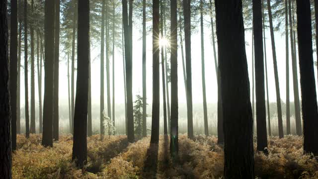 冬日的阳光透过树林视频素材
