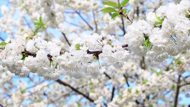 一个开花的树枝在春天移动的特写。德国。视频下载