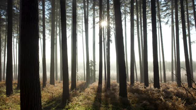 冬日的阳光透过树林视频下载