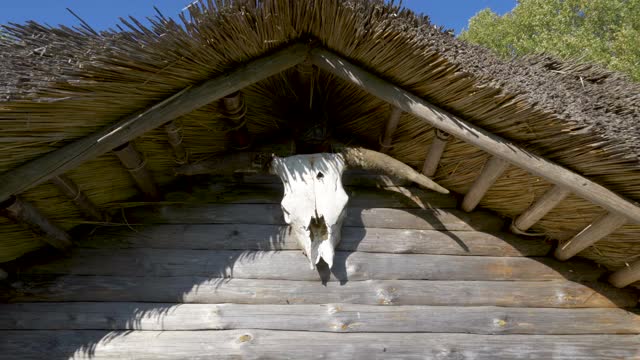 爱沙尼亚墙上的公羊骷髅头的近景视频素材
