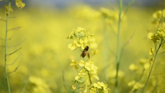蜜蜂从芥菜花中采集花蜜和花粉视频下载
