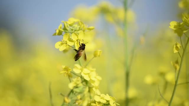 蜜蜂从芥菜花中采集花蜜和花粉视频素材