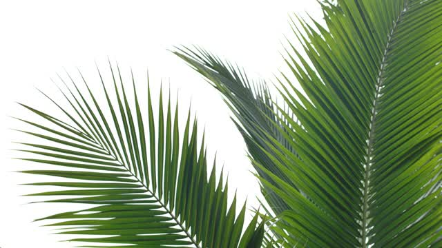 棕榈树或椰子叶顶部的白色背景。视频下载