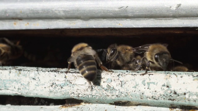 蜜蜂进出蜂巢，蜜蜂携带花粉到蜂巢，微距镜头视频素材