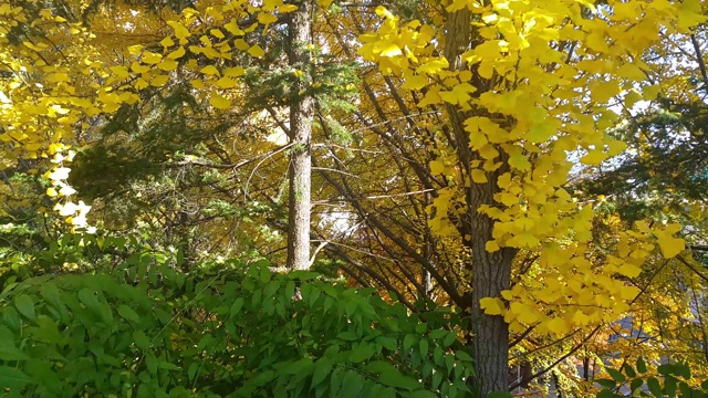 五彩缤纷的黄色、绿色和橙色的树叶在秋天的新鲜空气中移动视频素材