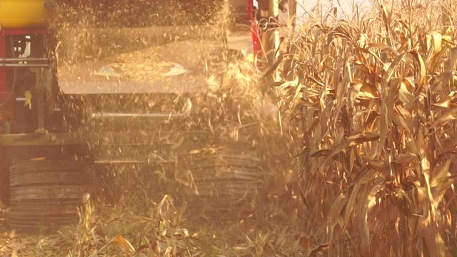 现代农民需要一台方便的玉米收割机视频素材