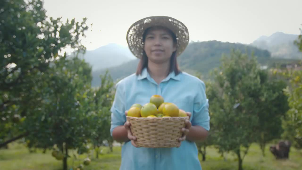亚洲妇女园丁显示和给篮子里的橘子在橘子田花园在早上的时间用慢动作拍摄。视频素材