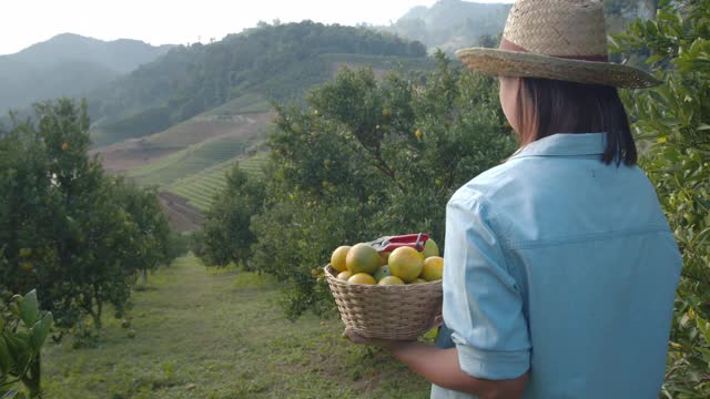 亚洲妇女园丁拿着一篮子的橘子后，步行通过农场和检查橙子作物在橙子田花园在早上的时间用慢动作拍摄。视频素材