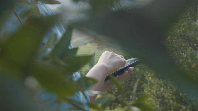 亚洲女园丁使用数字平板电脑检查她的植物和检查作物信息在橙子田花园与慢镜头。视频素材