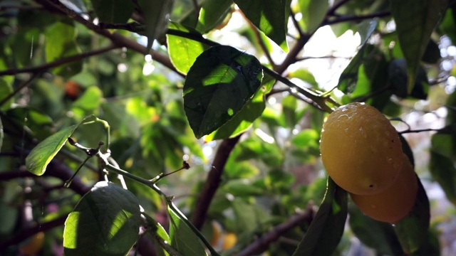 雨后的柠檬树视频素材