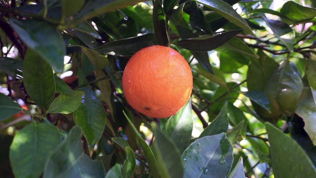 新鲜的橙色水果在绿叶之间视频素材