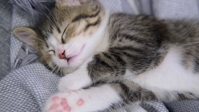 条纹家猫躺在白灰毯子上。猫睡觉。可爱宠物的概念视频素材