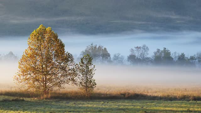 广阔的，雾蒙蒙的秋天景观在日出，田纳西州，美国视频下载