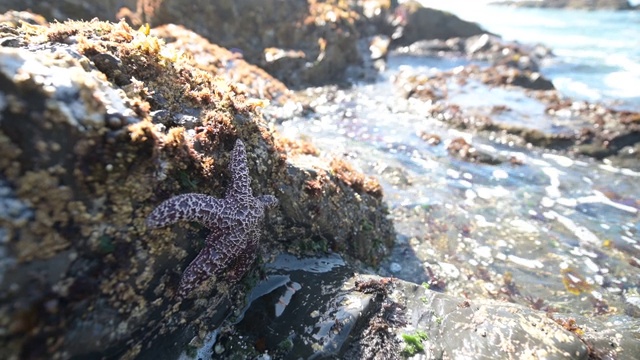 海星和贻贝在加州国家公园恩德茨海滩的潮汐岩石上视频下载