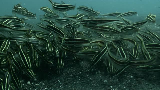 苏拉威西岛的条纹鲶鱼群。视频素材