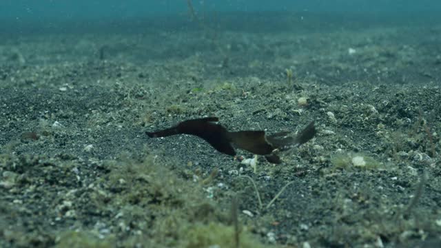 苏拉威西岛，强壮的鬼尖嘴鱼随波逐流。视频素材